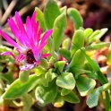 Dorotheanthus criniflorus 'Gelato melange'